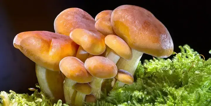 特写展示了一簇橙色蘑菇生长在绿色苔藓上的自然场景，可能用于蘑菇种类识别等计算机视觉任务的数据集中的图像示例。