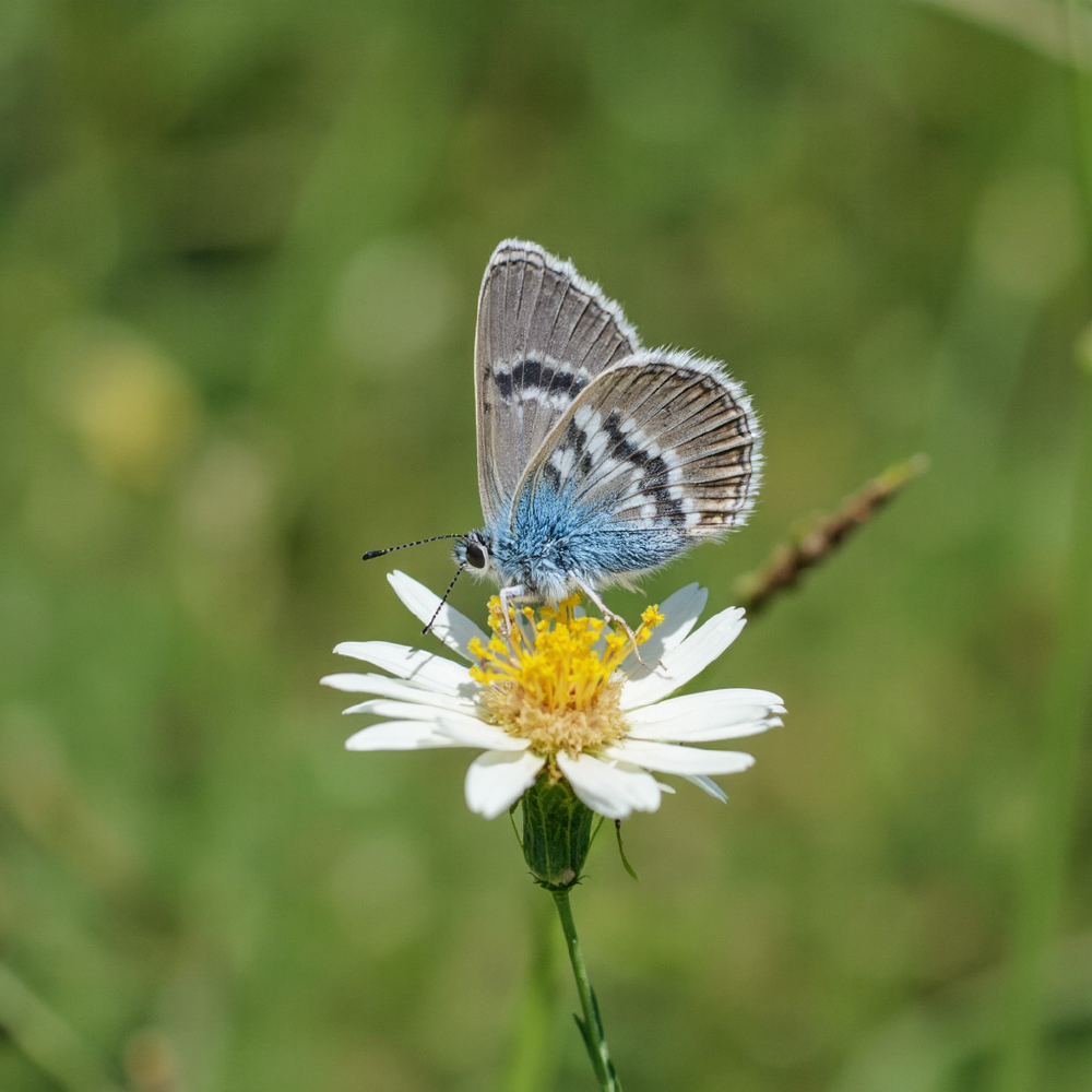 SRPO优化后的蝴蝶图像