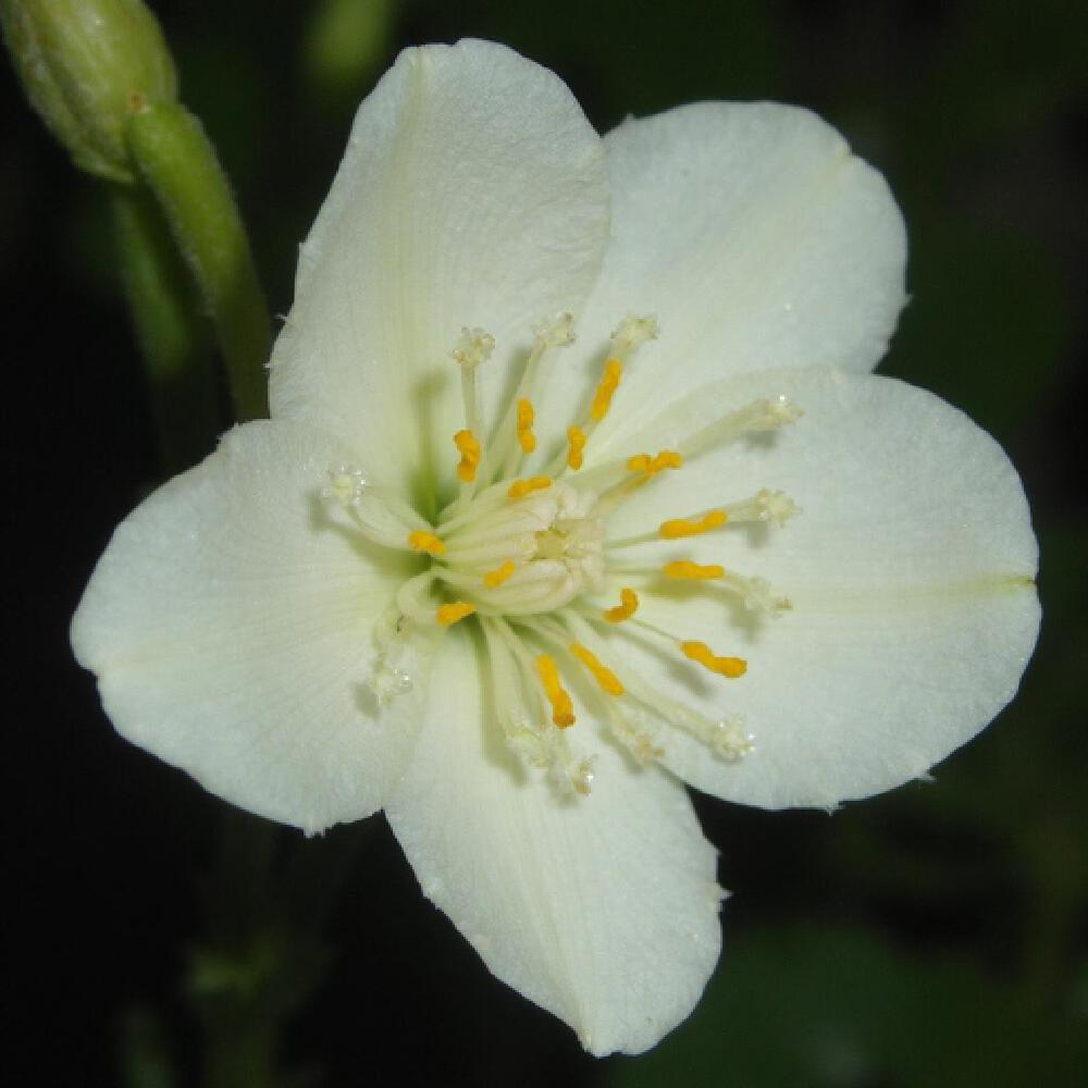 腾讯SRPO技术优化前后效果对比