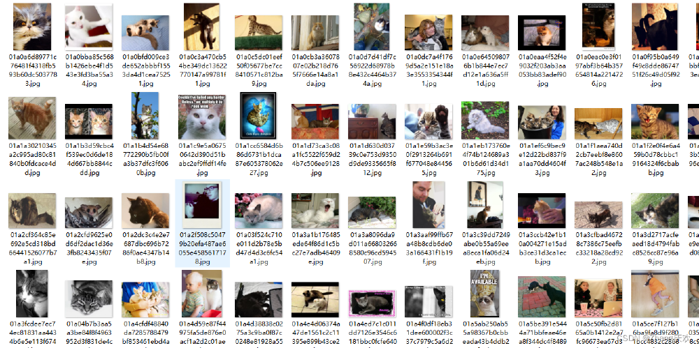 LSUN猫数据集样本