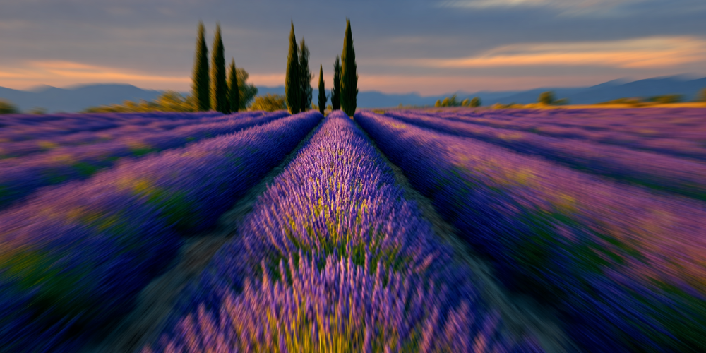 薰衣草花田推镜效果